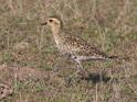 Pacific Golden Plover-9093.jpg